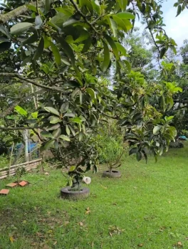 Finca50.2