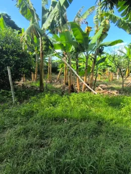 Finca55.1