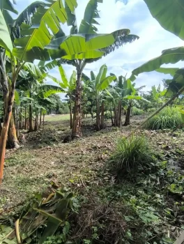 Finca55.3
